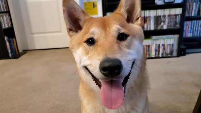 agdqs cute canine speedrun was only the beginning